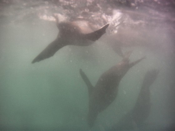 DCIM110GOPRO
