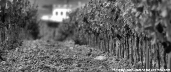 visita-bodegas-torres La tierra, el viñedo y la casa