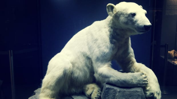 Knut