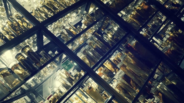 Peces en formaldehido - Museo de Ciencias Naturales de Berlín